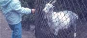 1970 Zoo i Odense