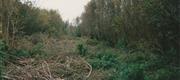 10 Mosevang - Træfældning ved å
