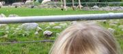 08-11 Familiedag i Zoo