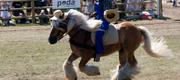 06-08 Roskilde Dyrskue