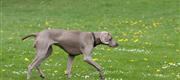 05-20 Hundeleg, Ællinger og Blishøneunger