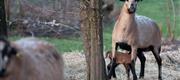 01-04 Lammebasser