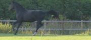 Ditte's hestebilleder