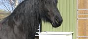 Ditte's hestebilleder