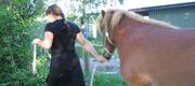 06 11 Sleipnir hentes