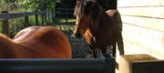 06 11 Sleipnir hentes
