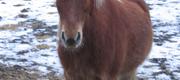 Ditte's hestebilleder