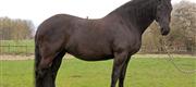 04-30 Horsewalk Franchiska