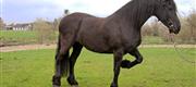 04-30 Horsewalk Franchiska