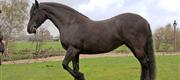 04-30 Horsewalk Franchiska