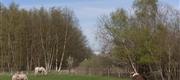 05-02 Indgræsning