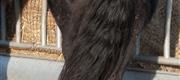 02-23 Vinterhygge ved foderhækkene