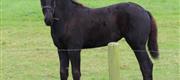 08-30 Zira cirka 100 dage